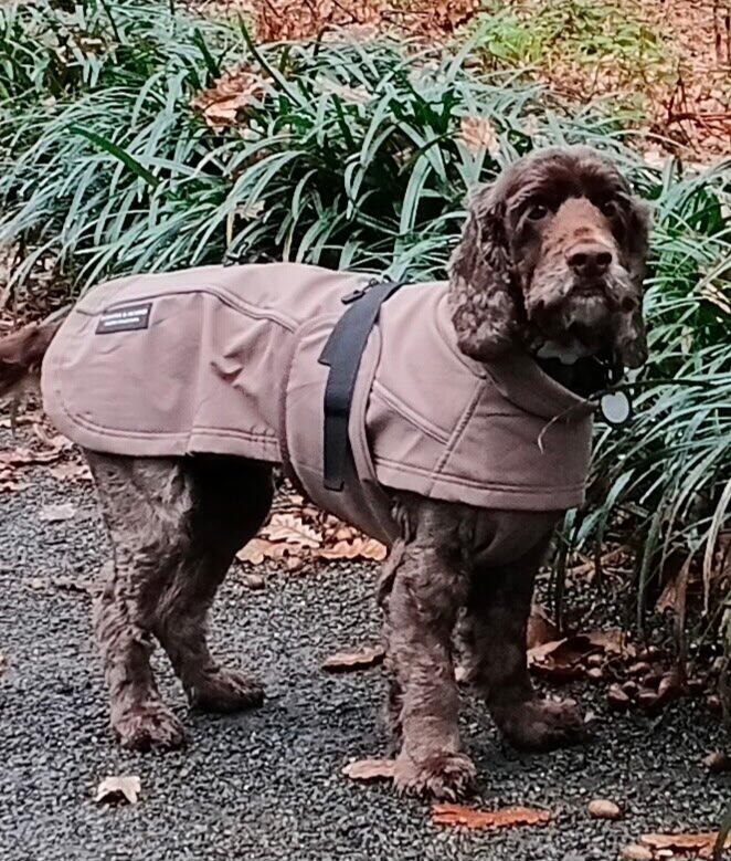 Waterproof Jacket - Mushroom