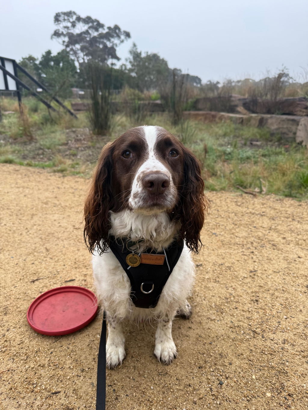 Pointer & Hound