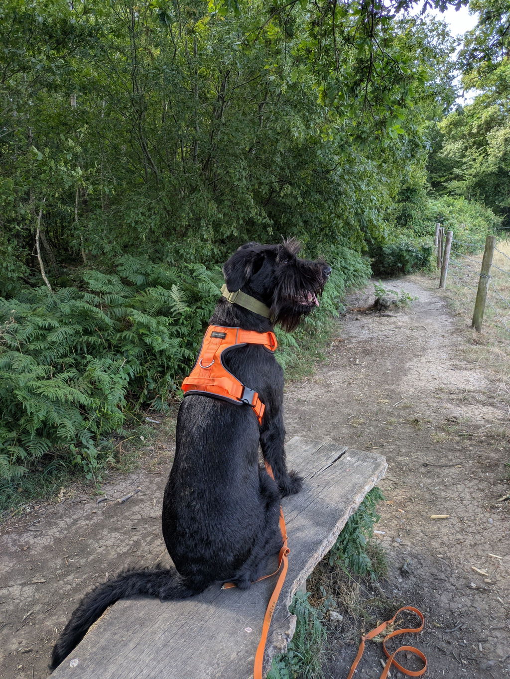 Tactical Harness - Blaze Orange
