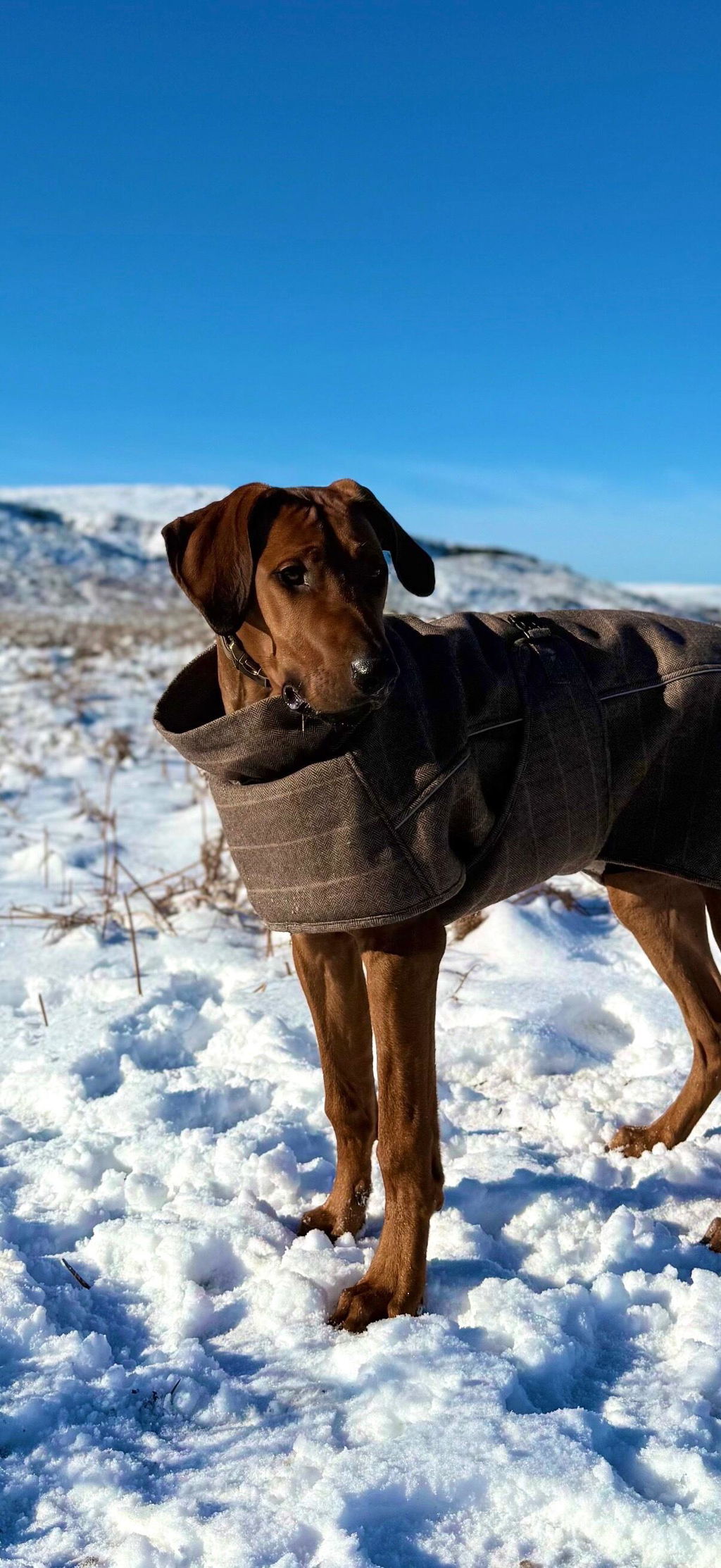 Highland Coat - Brown