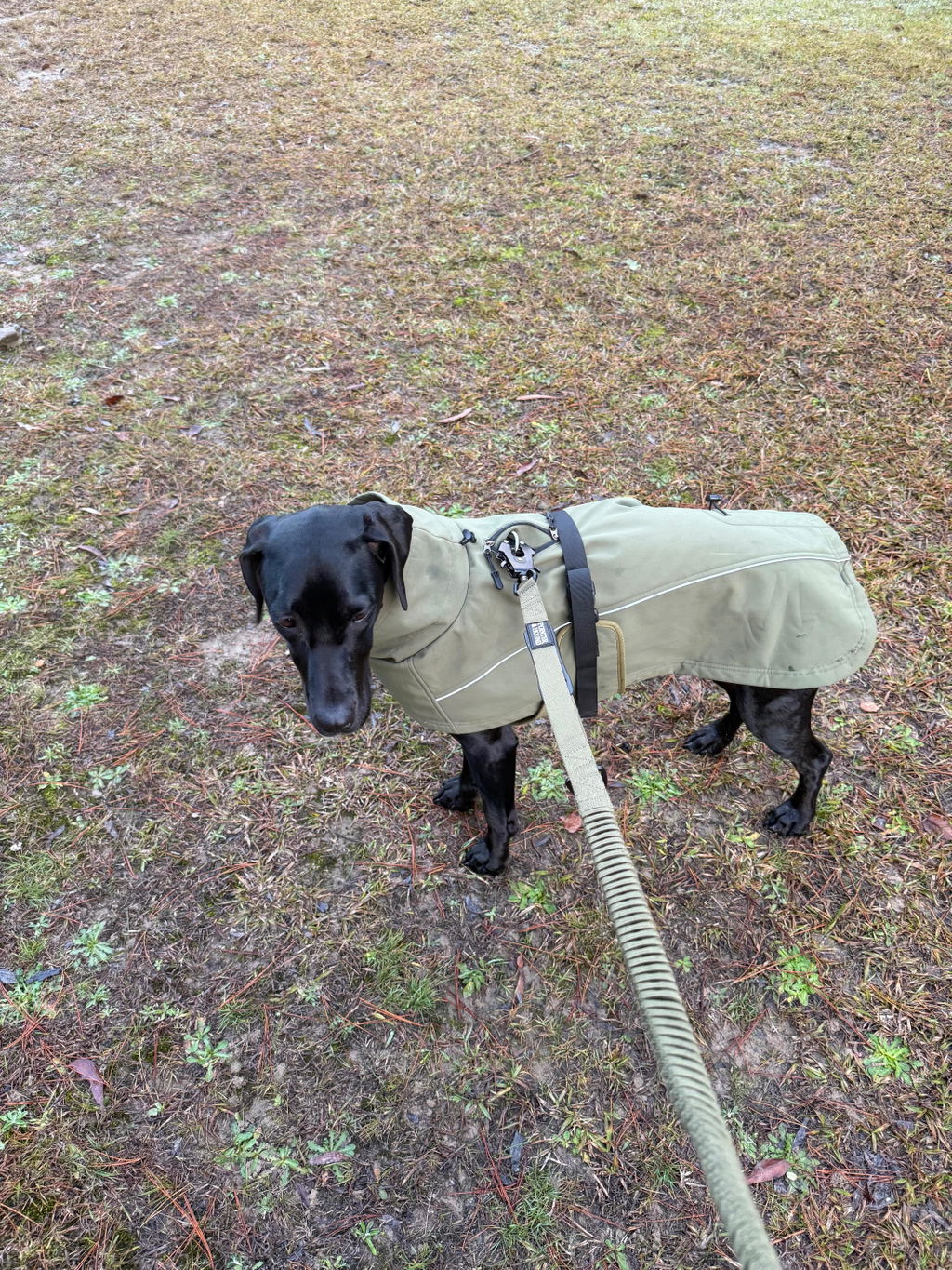 Tactical Leash - Army Green