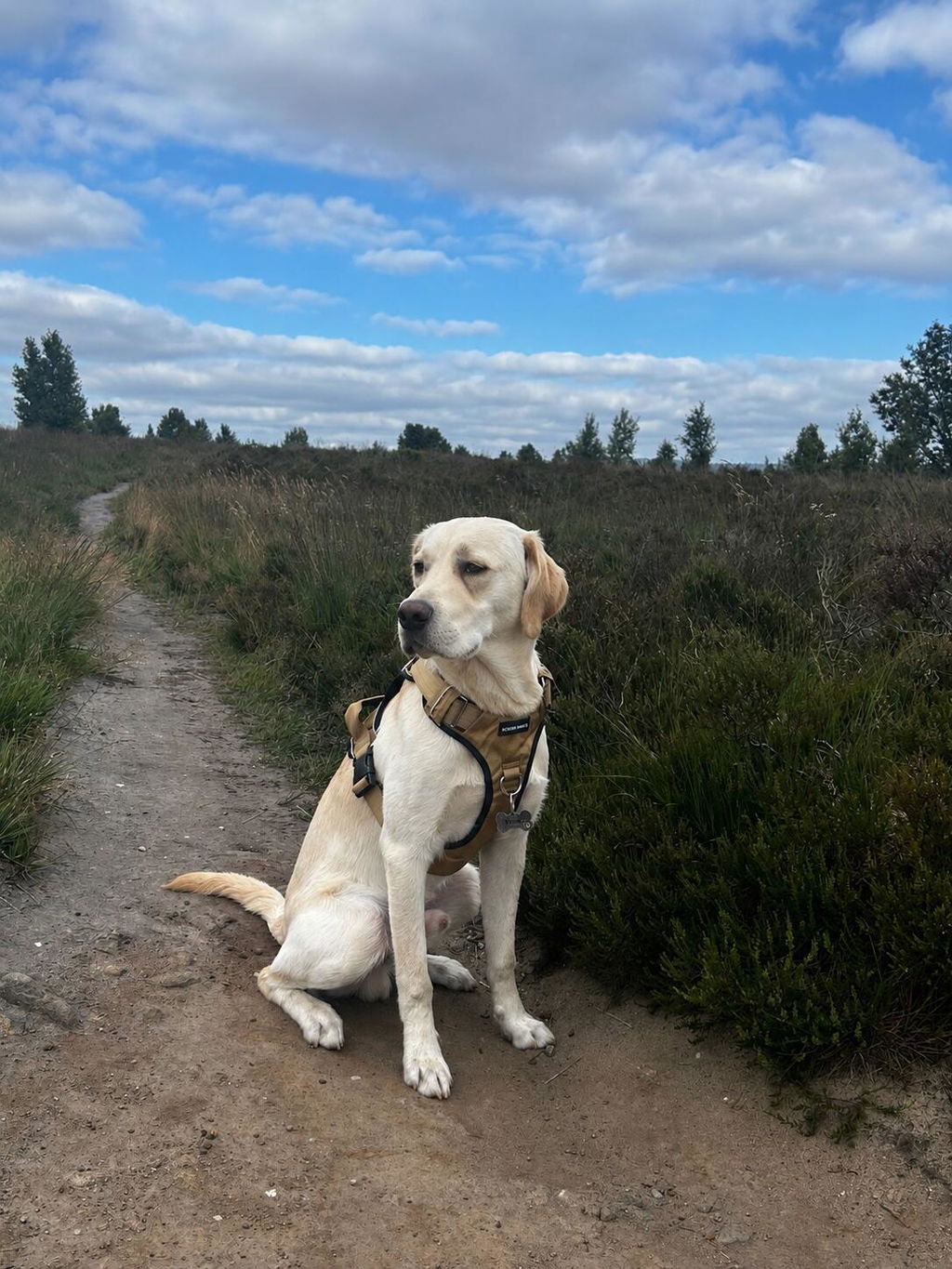 Pointer & Hound