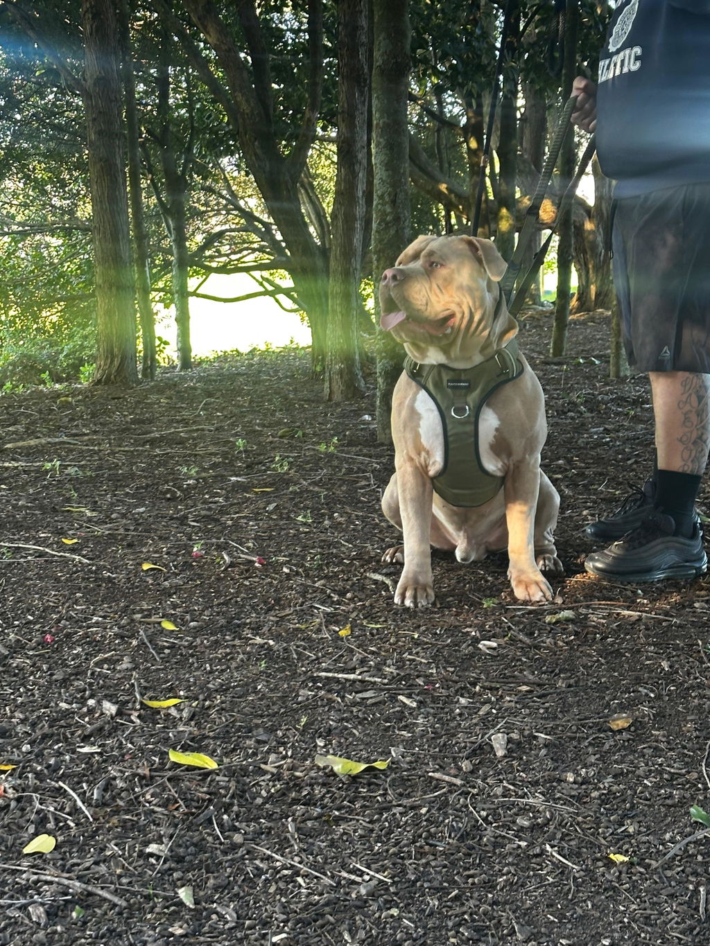 Pointer & Hound