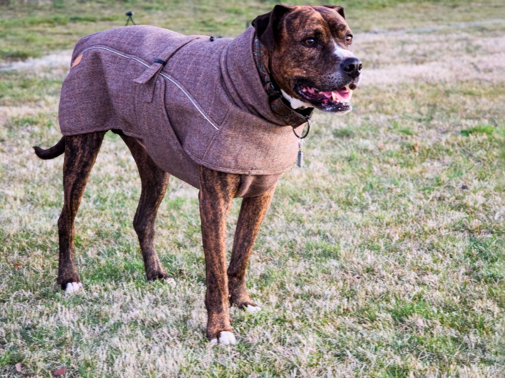 Highland Coat - Brown