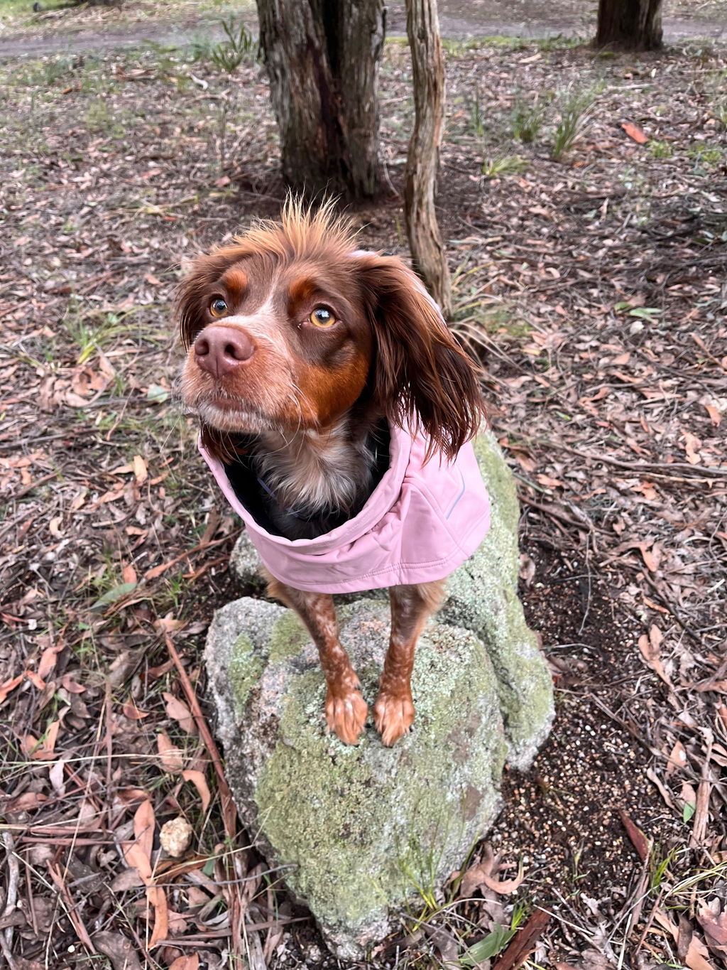 Waterproof Jacket - Pink