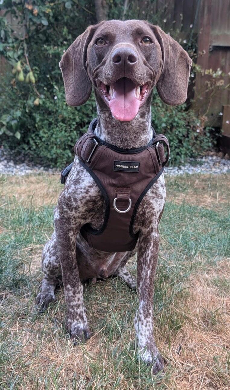 Tactical Harness - Maroon Brown