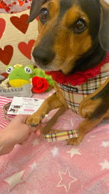 Brown Tartan Designer Dog Harness