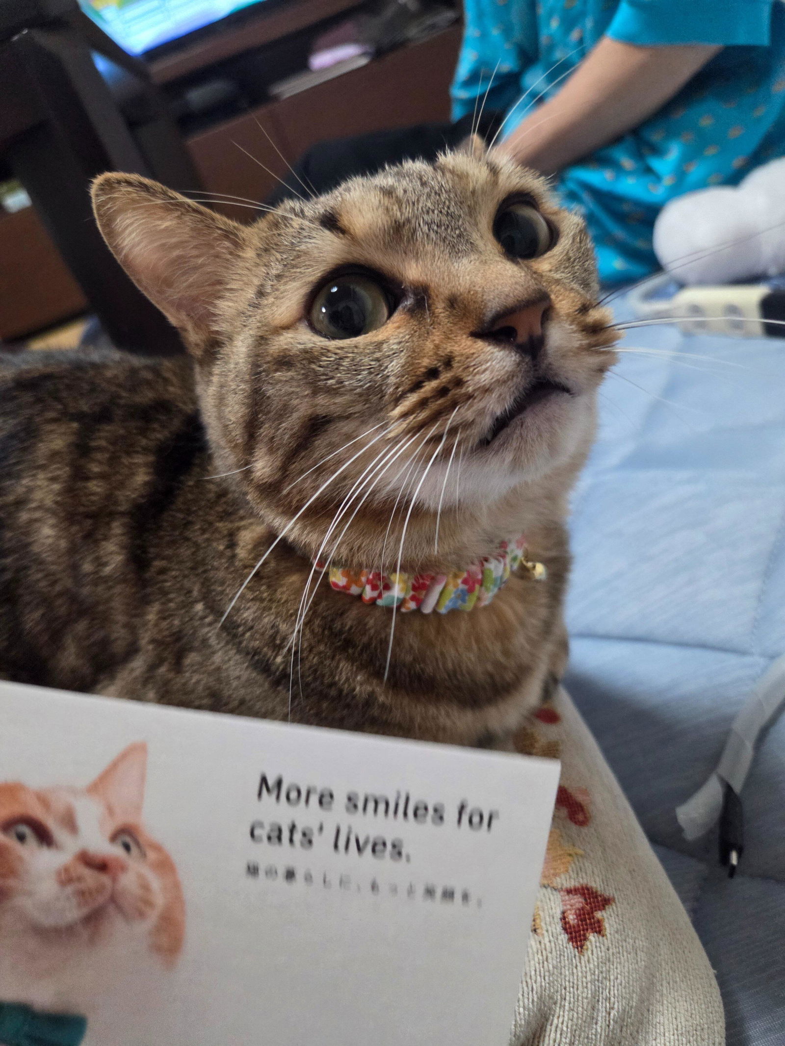 ぽぽねこ公式オンラインショップ | Reviews on Judge.me