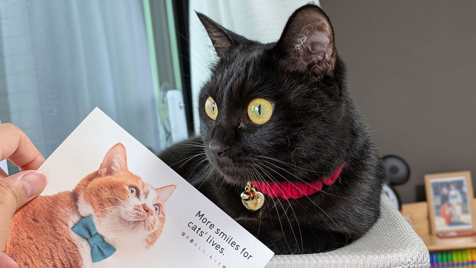 ぽぽねこ公式オンラインショップ | Reviews on Judge.me