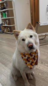 Adjustable Pet Bandana Collar