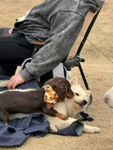 Adjustable Pet Bandana Collar