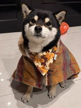 Adjustable Pet Bandana Collar