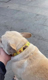 Embroidered Leather Dog Collar and Lead Set