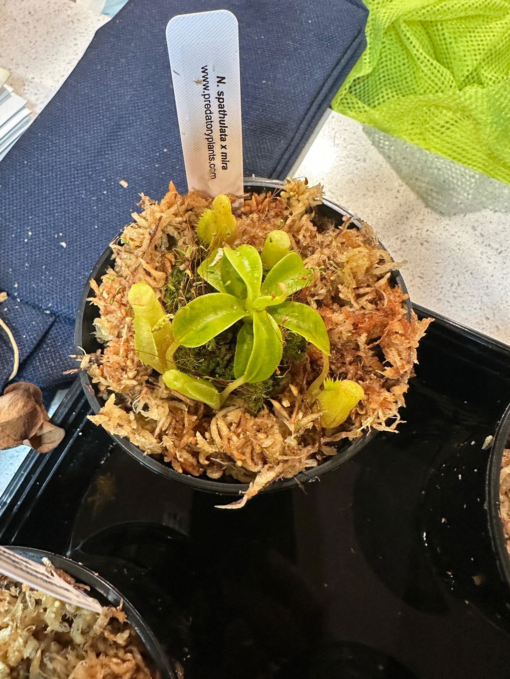 Nepenthes Grab-Bag