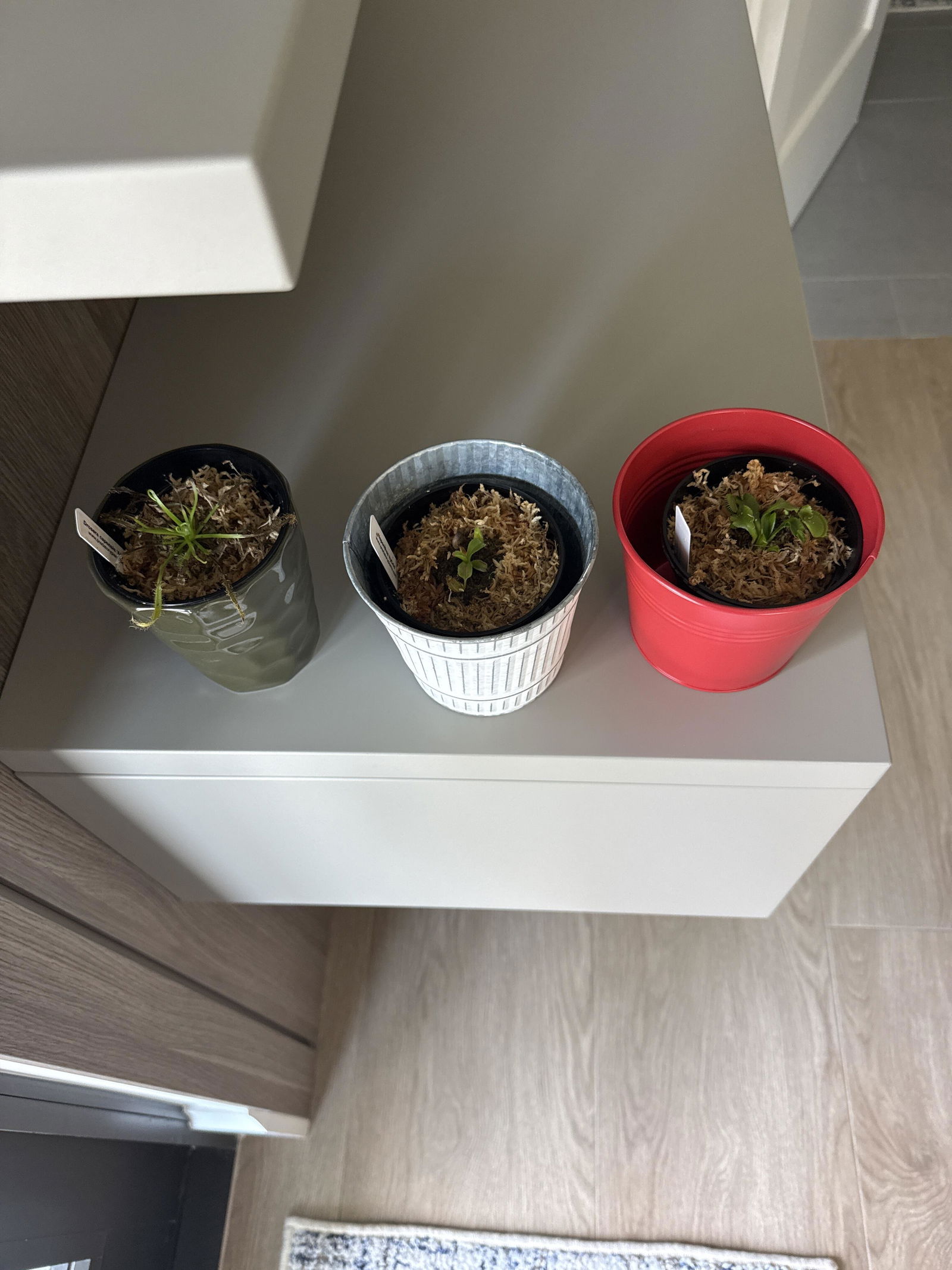 Carnivorous Plant Beginner Collection | Live Carnivorous Plants