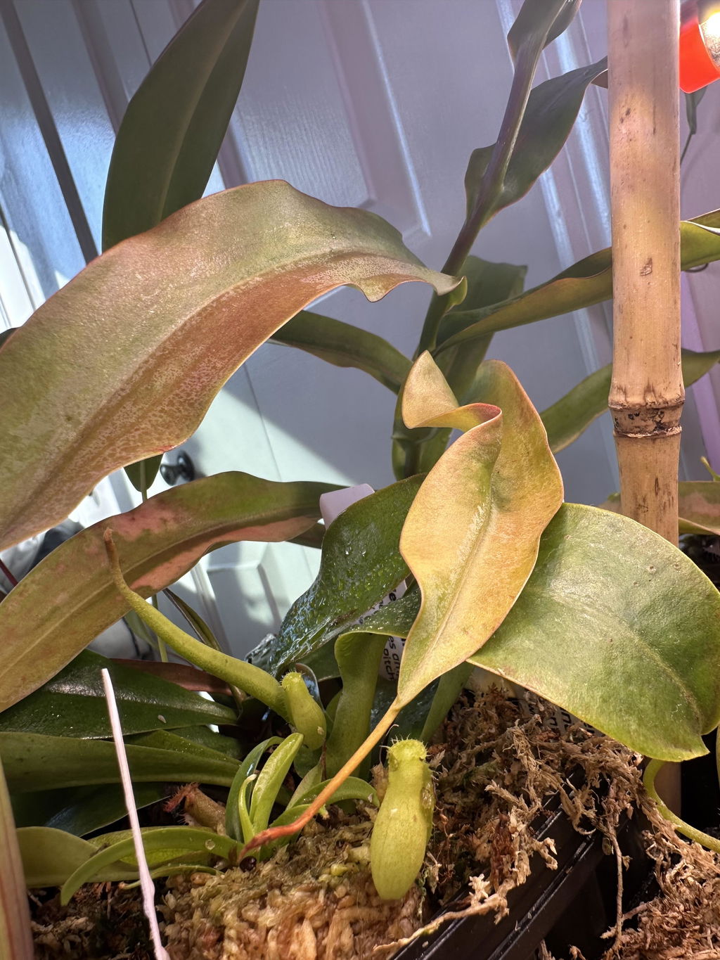 Nepenthes Grab-Bag