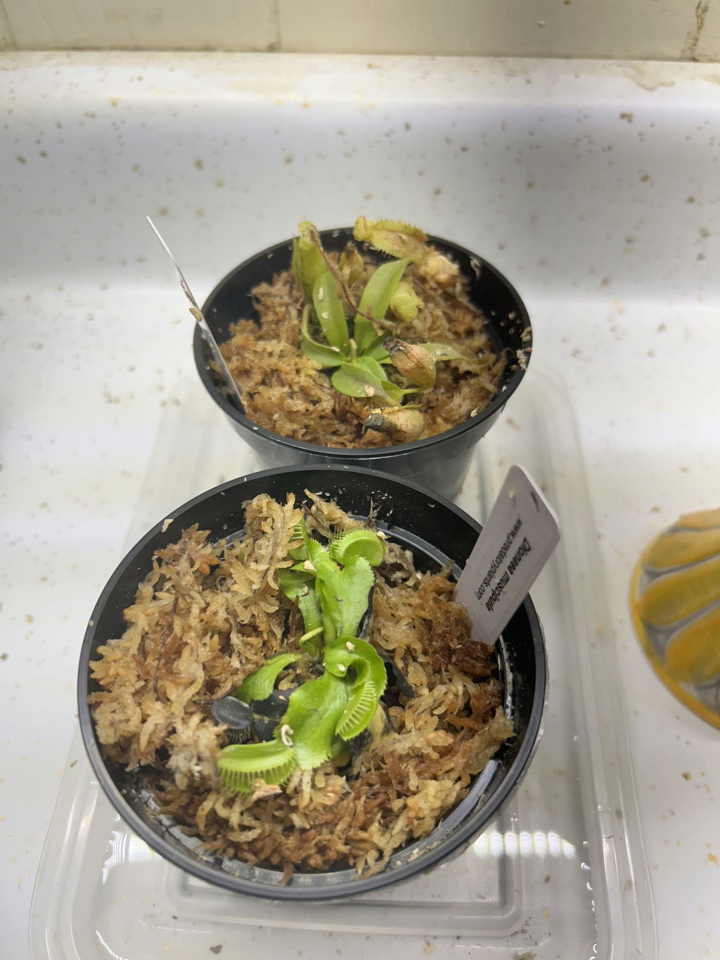 Carnivorous Plant Beginner Collection | Live Carnivorous Plants
