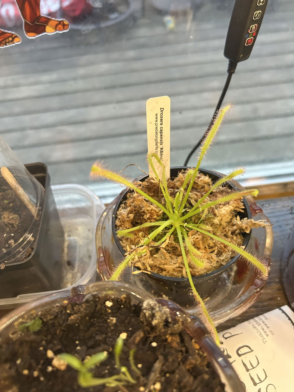 Carnivorous Plant Beginner Collection | Live Carnivorous Plants