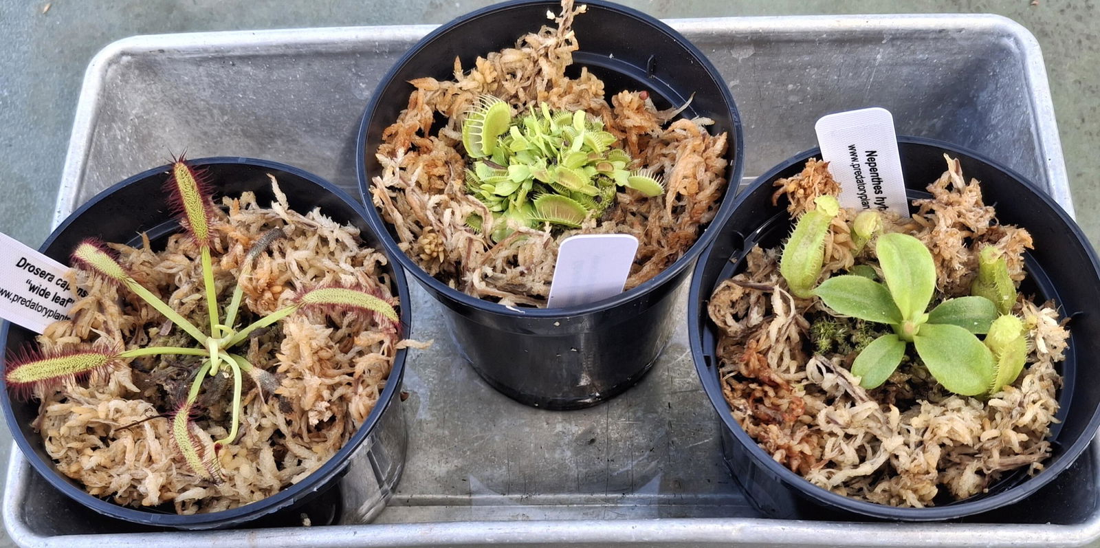 Carnivorous Plant Beginner Collection | Live Carnivorous Plants