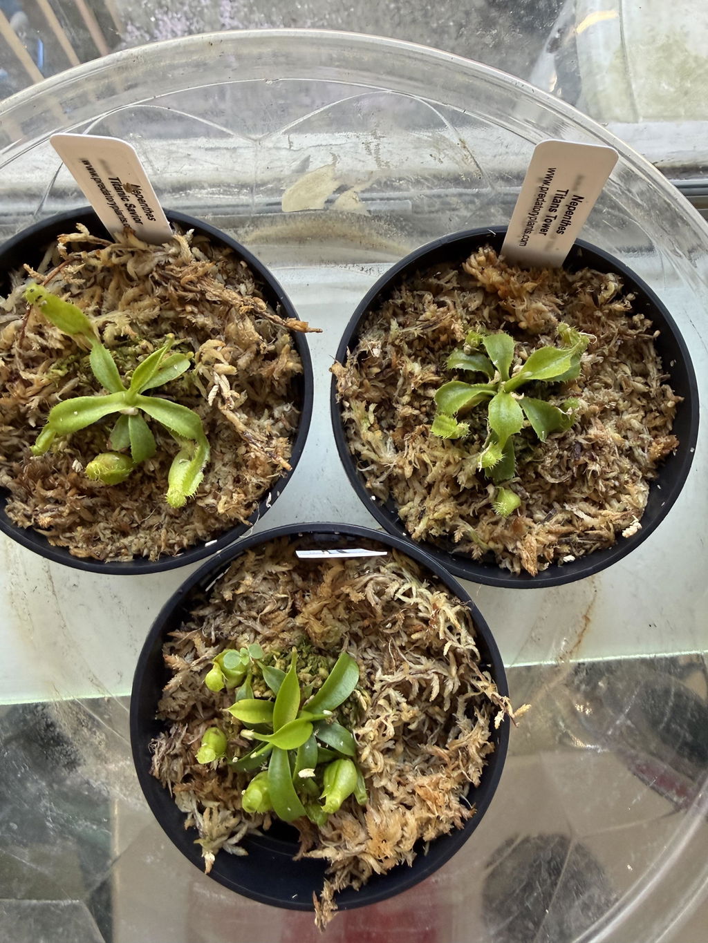 Nepenthes Grab-Bag