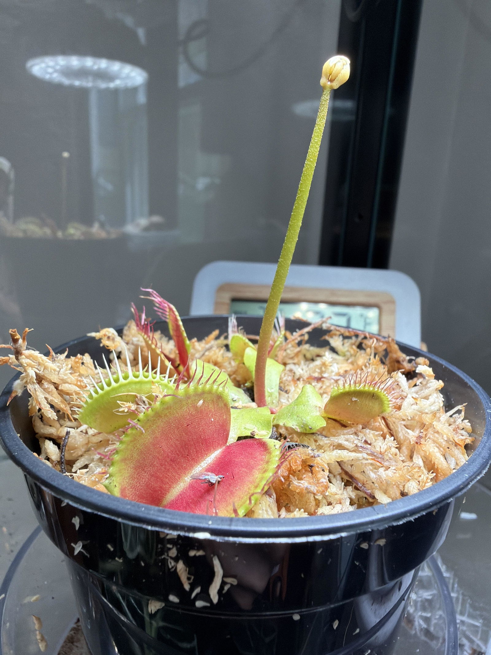 ベラドンナ Venus Flytrap 'Red Piranha'