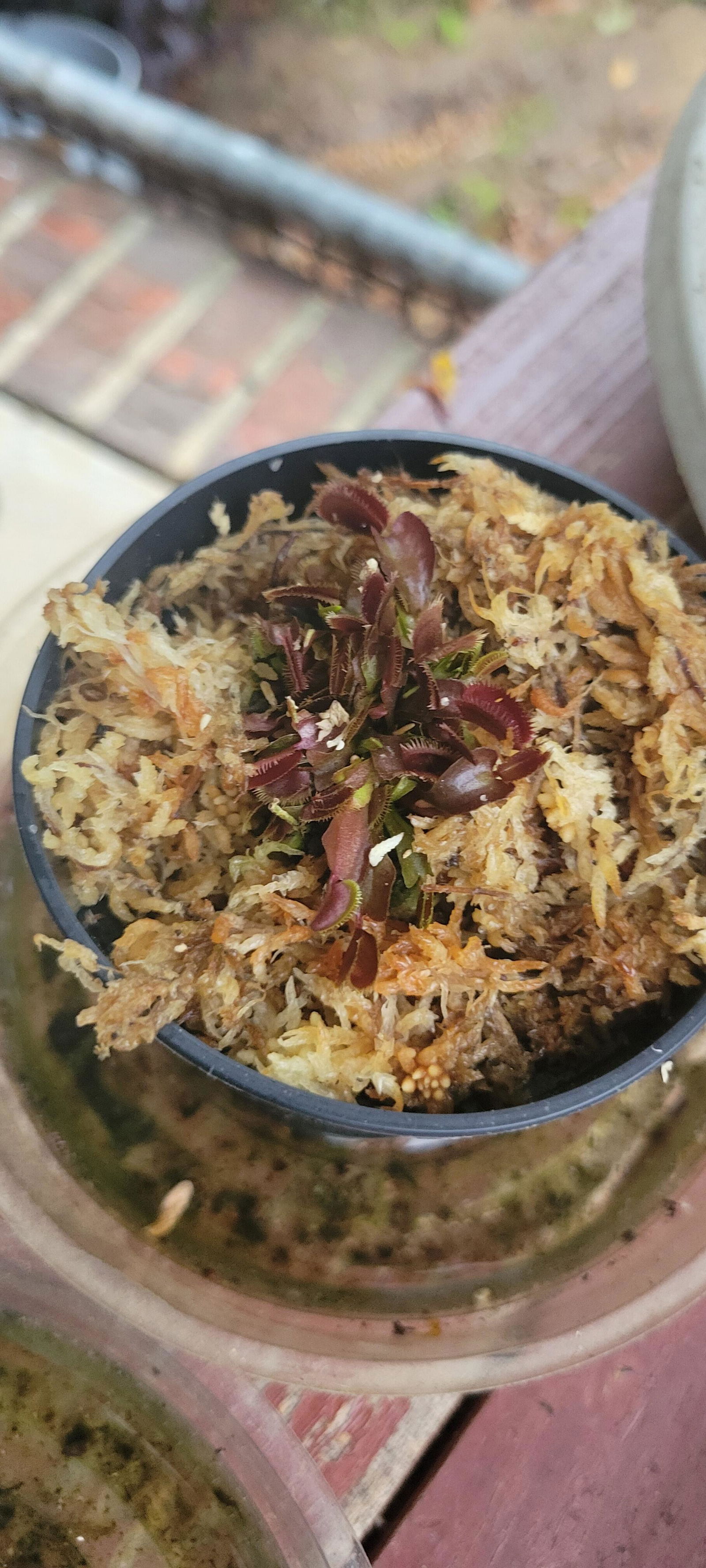 Venus Flytrap 'Red Piranha'