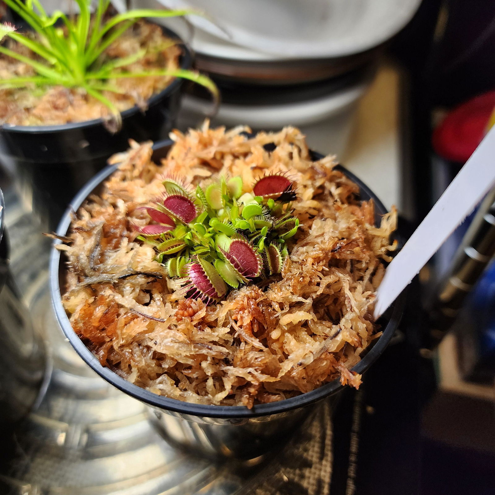 ぷらぷら B52 Venus Fly Trap For Sale | Buy Venus Flytrap For Sale | Dionaea