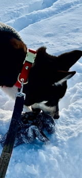 Adjustable Quick Release Collar