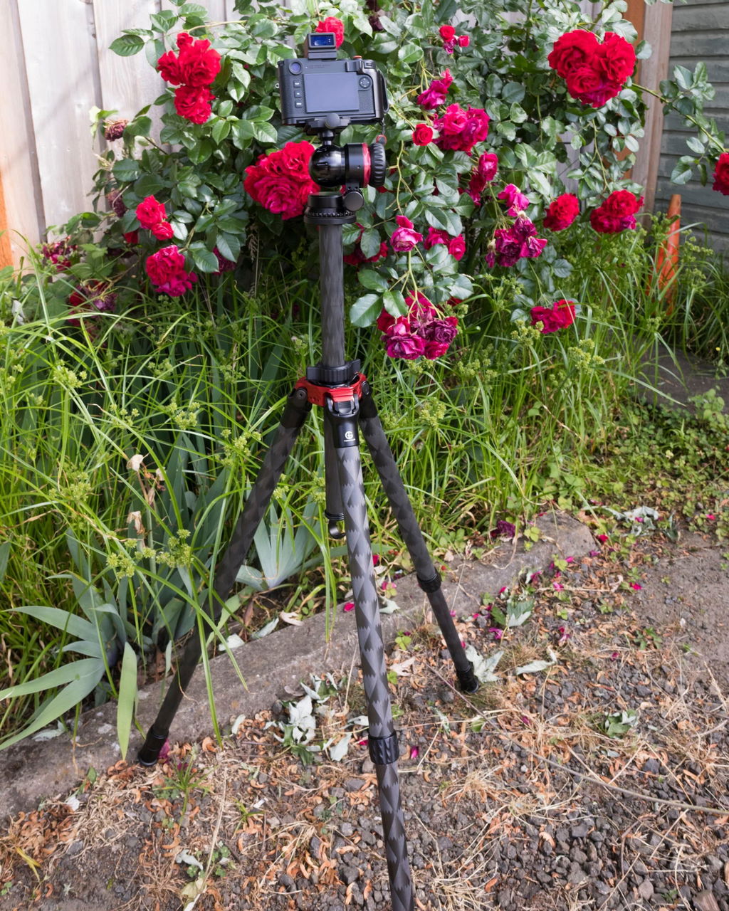 TR344LBL Carbon Fiber Tripod with Leveling Head | 4 sections 71 inches height