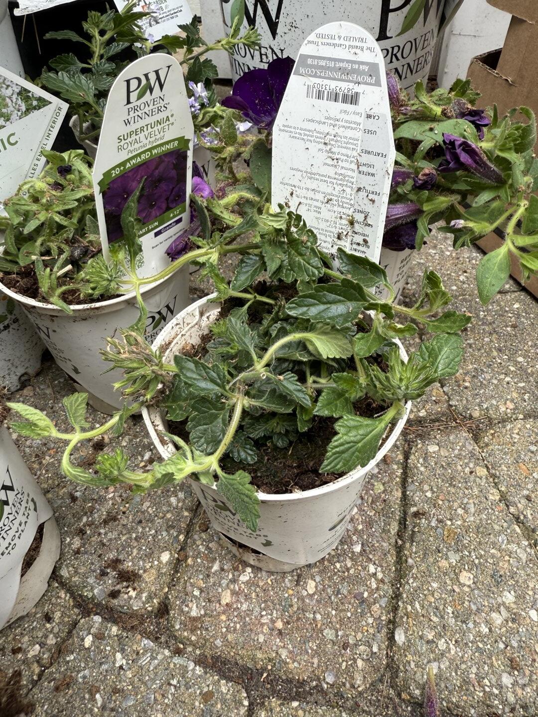 Verbena | Superbena® Stormburst | Proven Winners® Annuals – Proven