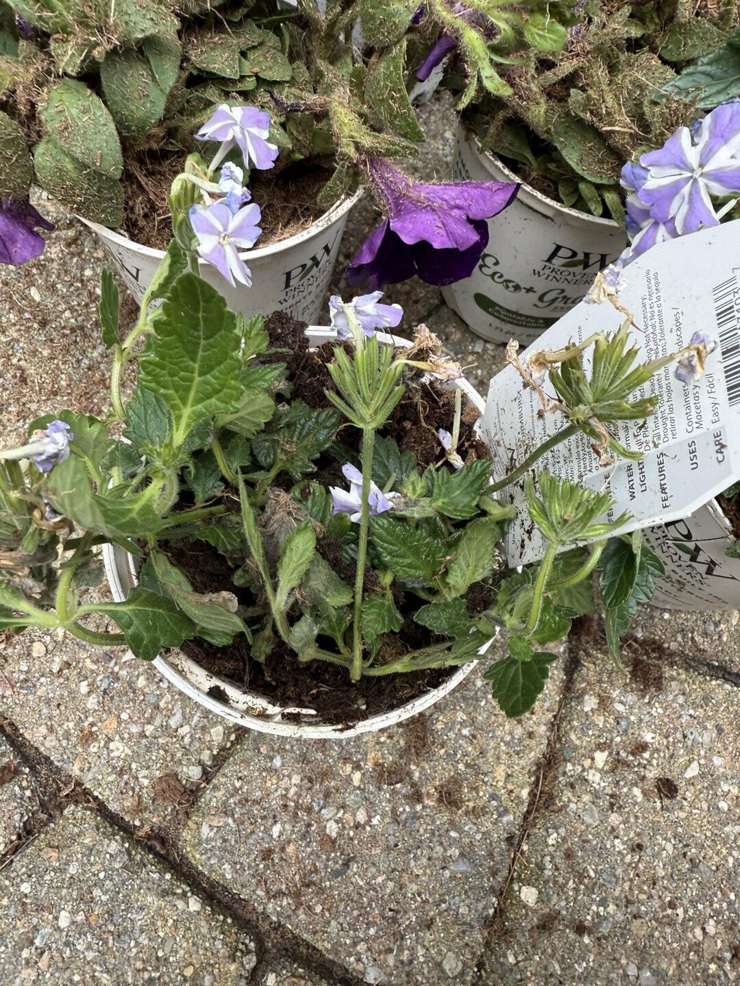 Staub ワナベ グランブルー フルールドリス ダイヤモンド Verbena | Superbena® Stormburst | Proven Winners® Annuals – Proven