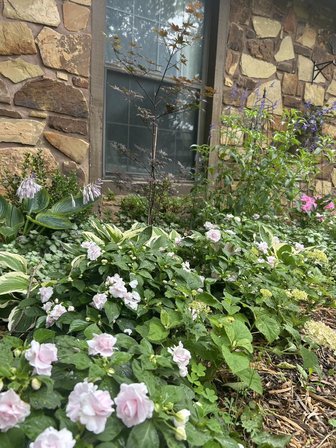Double Impatiens | Rockapulco® Appleblossom | Proven Winners