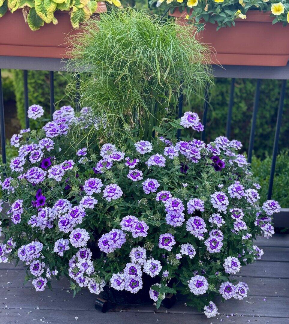 Verbena | Superbena Sparkling® Amethyst | Proven Winners® Annuals