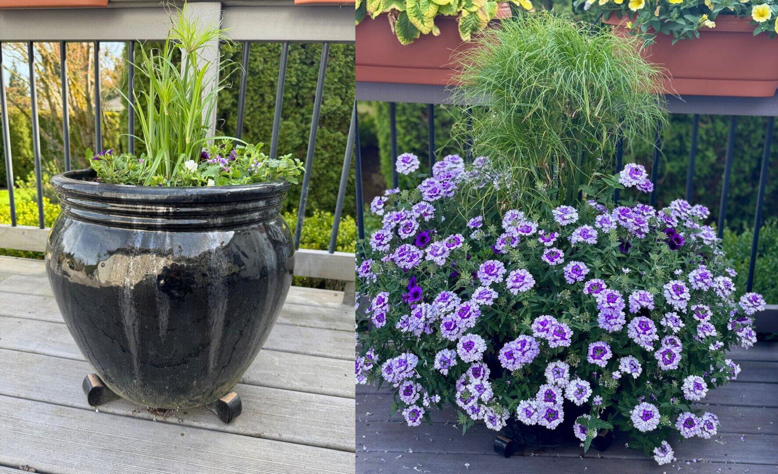 Verbena | Superbena Sparkling® Amethyst | Proven Winners® Annuals