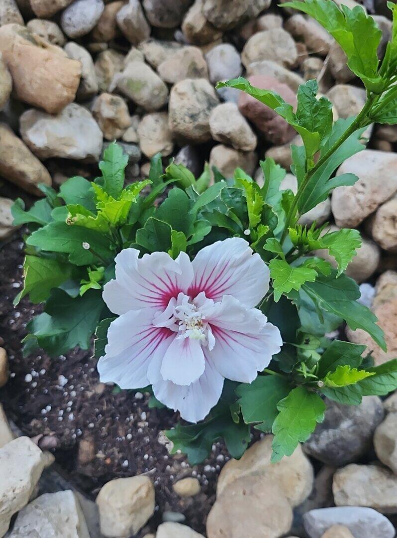 Rose of Sharon | Starblast Chiffon® | Proven Winners® Shrubs