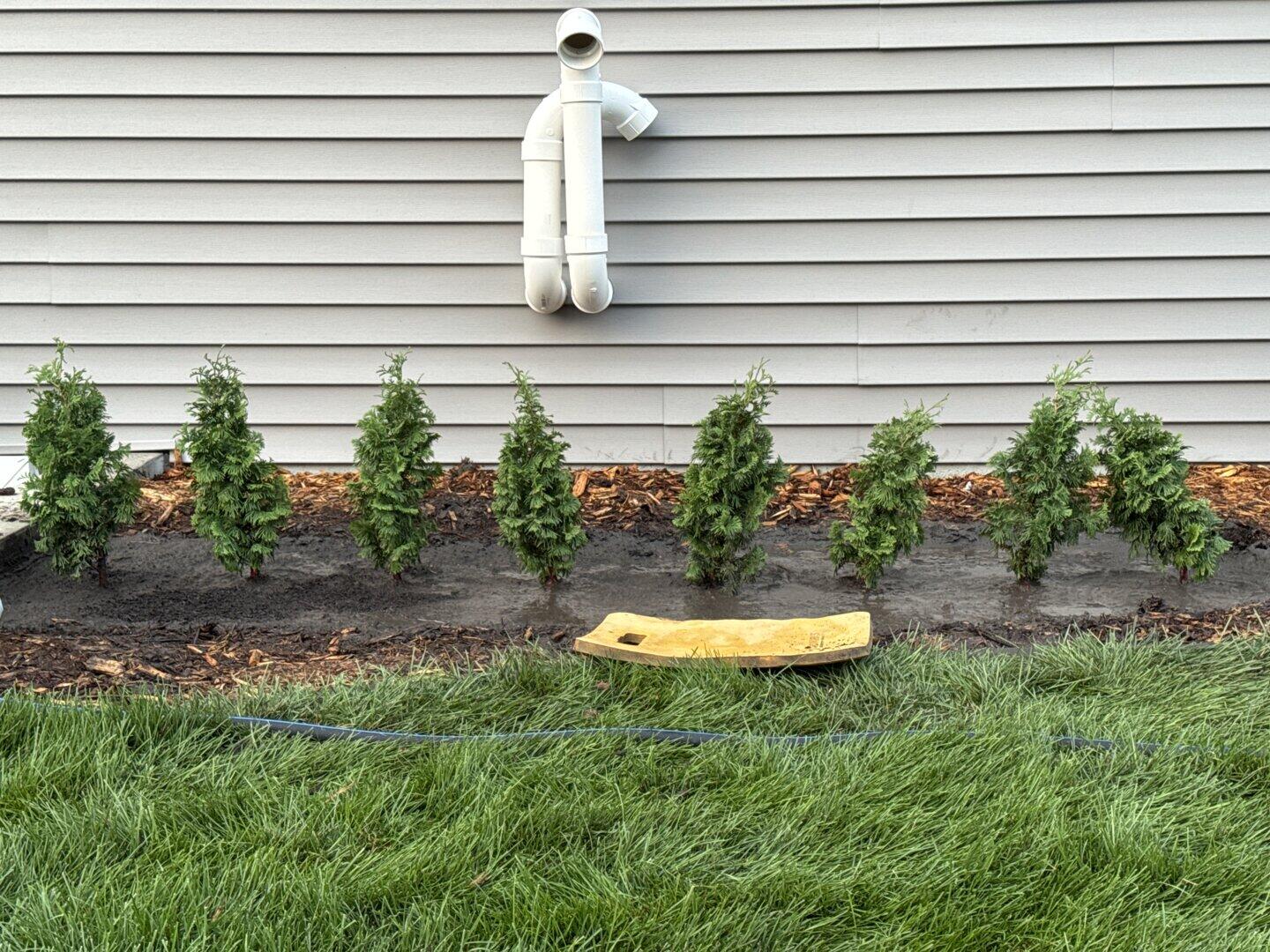 Arborvitae | Sting® | Proven Winners® Shrubs – Proven Winners Direct™