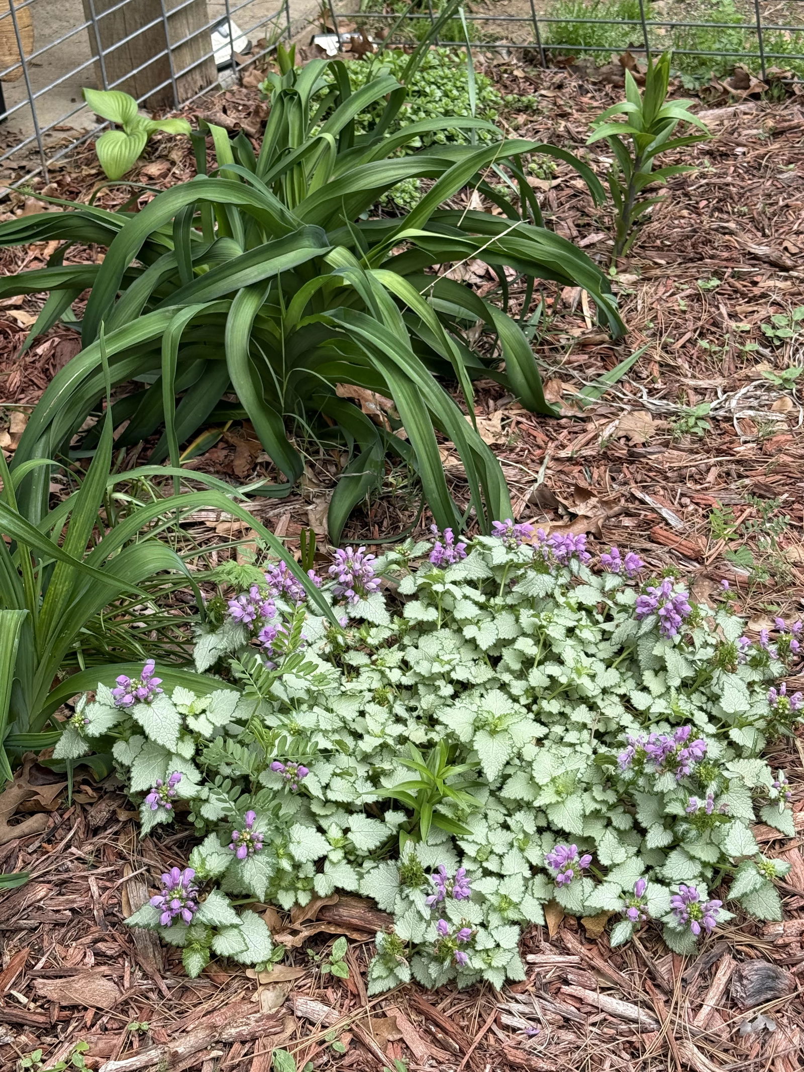 Dead Nettle | Proven Selections® Purple Chablis™ | Proven Winners