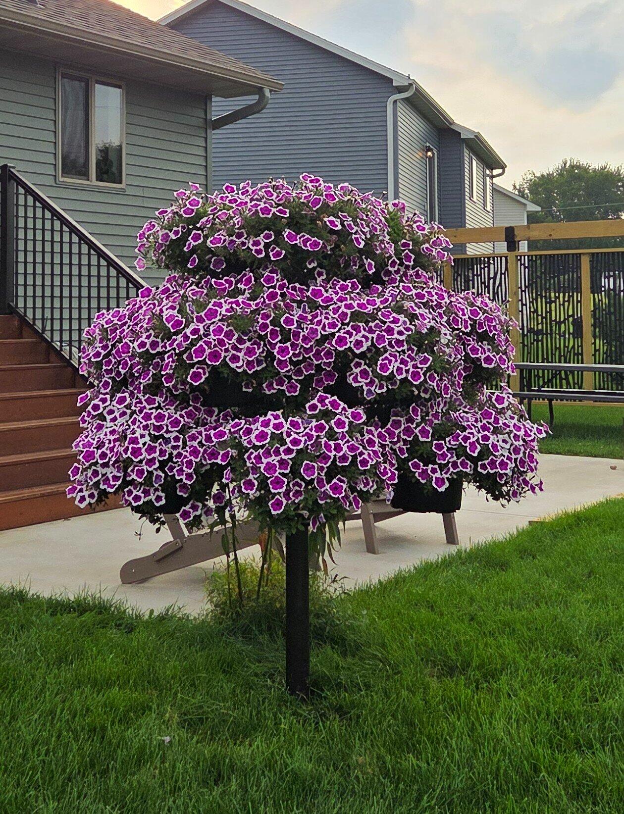 RURUNINA(プロフ必読)１００個 Petunia | Supertunia® Hoopla® Vivid Orchid™ | Proven Winners