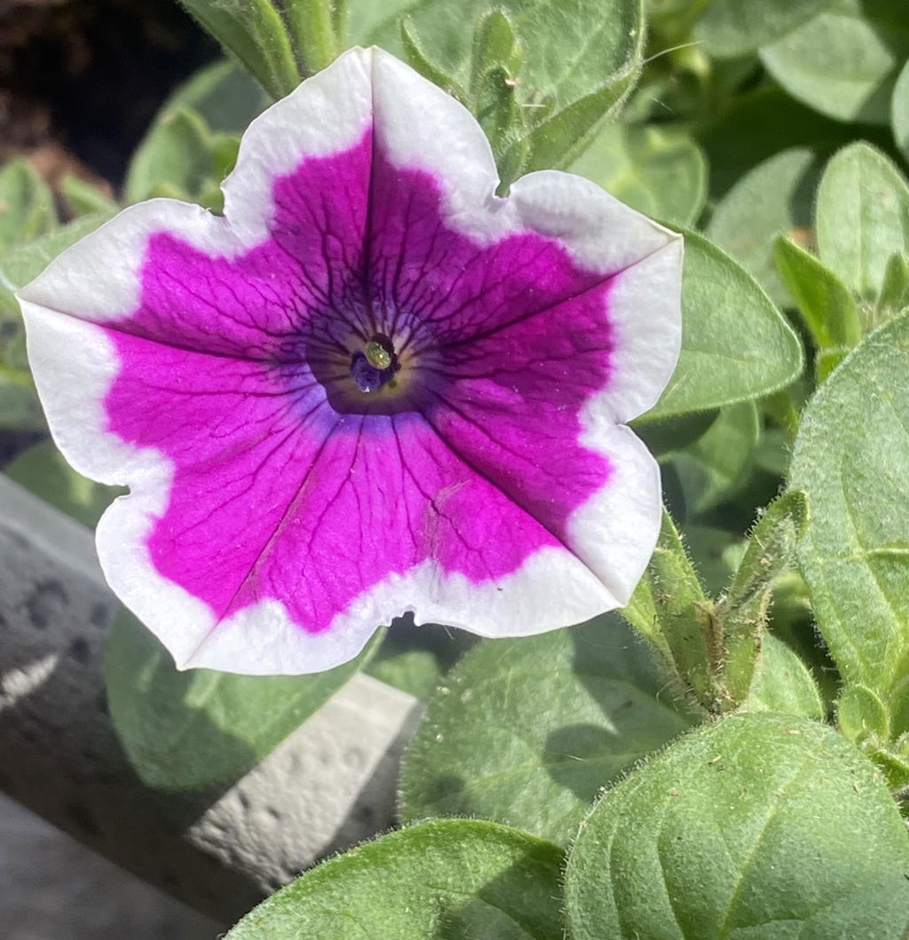 Petunia | Supertunia® Hoopla® Vivid Orchid™ | Proven Winners