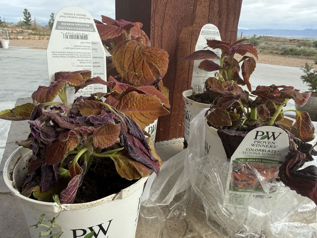 Coleus | ColorBlaze® Sedona Sunset® | Proven Winners® Annuals