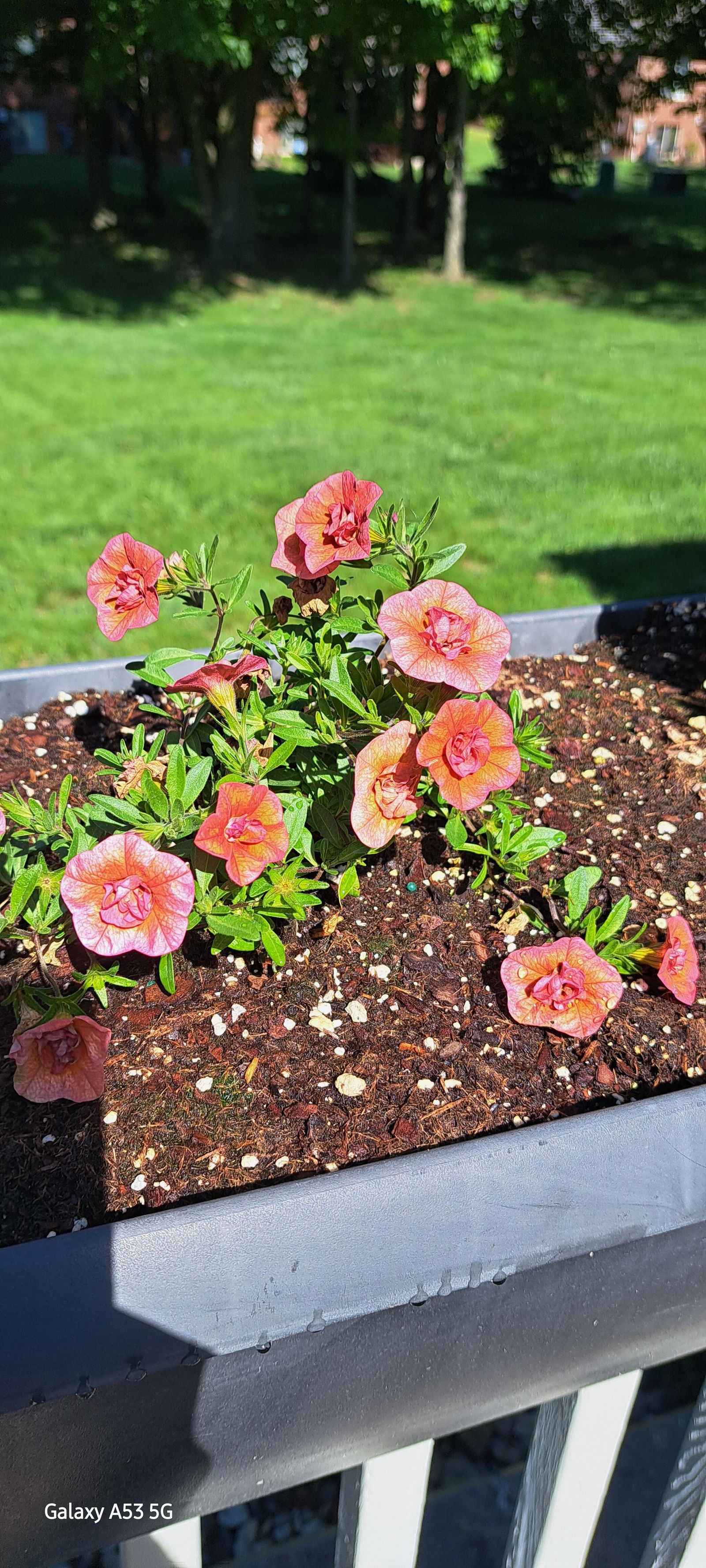 Calibrachoa | Superbells® Double Orange | Proven Winners® Annuals