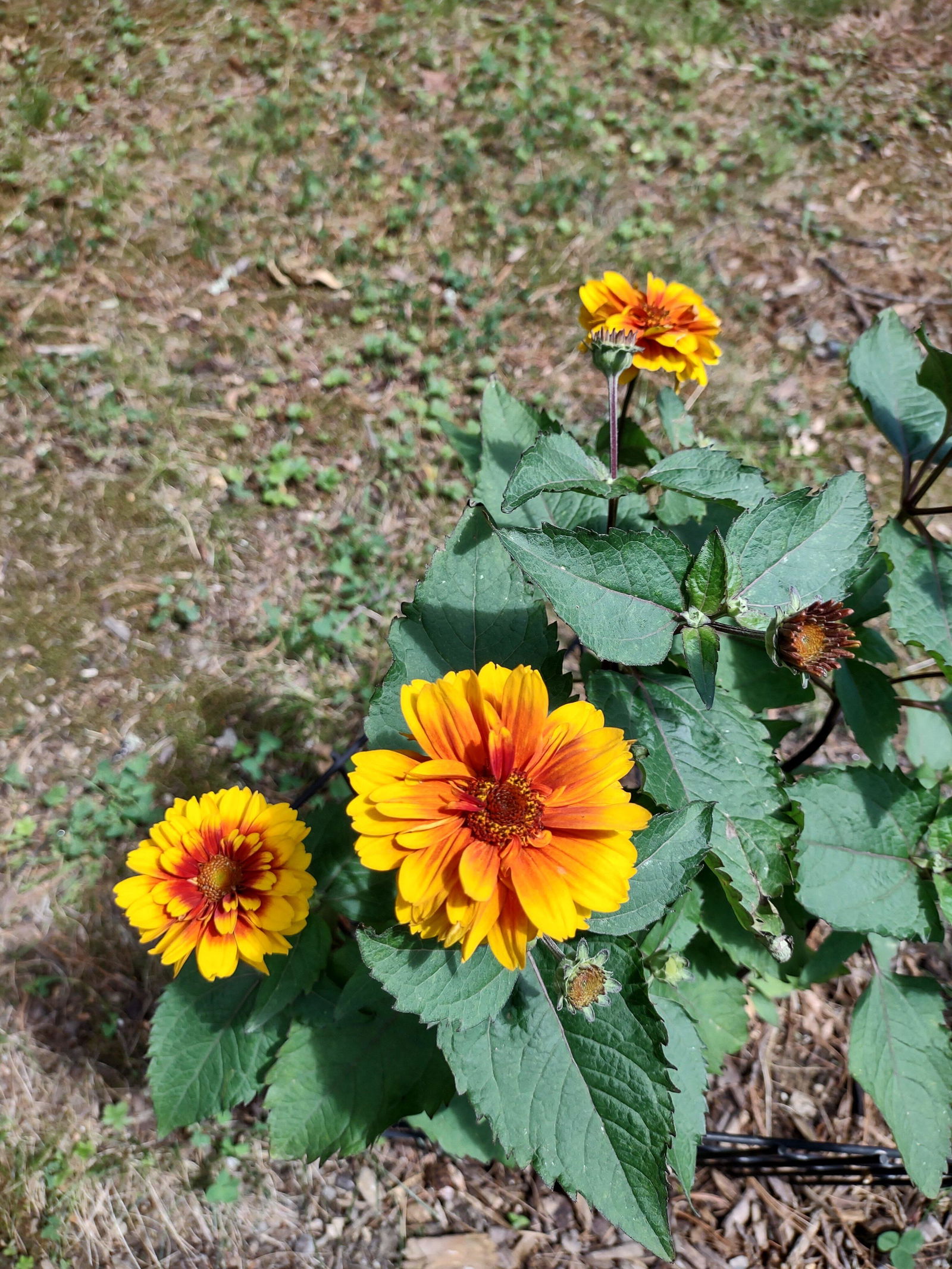False Sunflower | 'Forged in Fire' | Proven Winners® Perennials