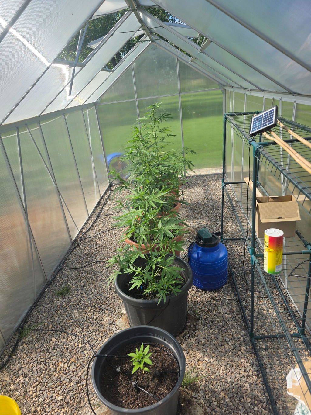 Cannabis-Dünger-Set 2 x 1 Liter