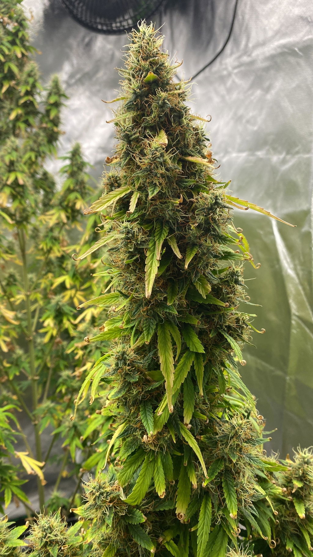 Cannabis-Dünger-Set 2 x 1 Liter