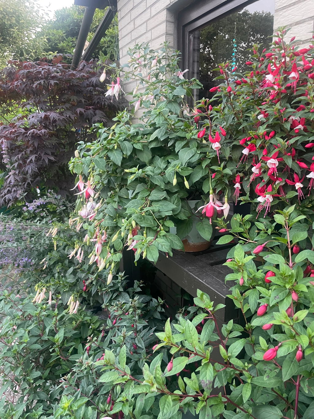 Fuchsien-Dünger 1 Liter