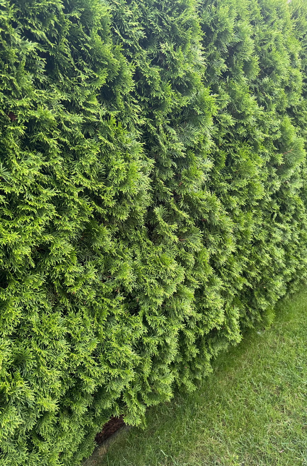 Thuja-Smaragd-Dünger 1 kg