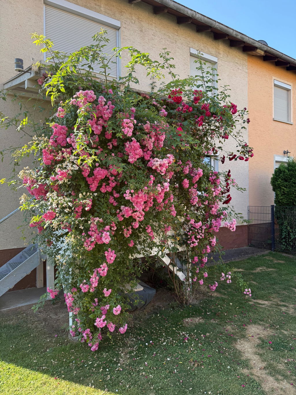 Rosendünger 1 Liter