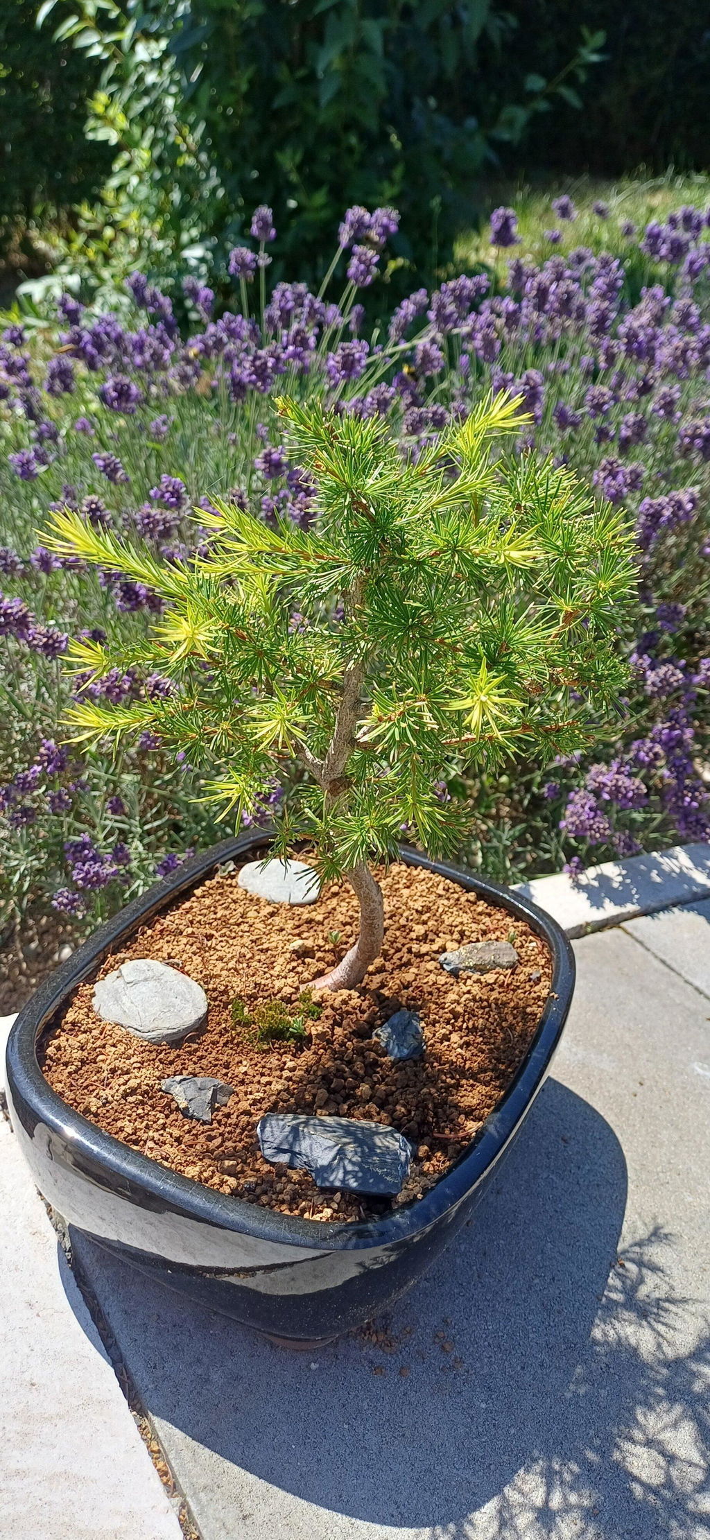 Bonsai-Dünger 1 Liter