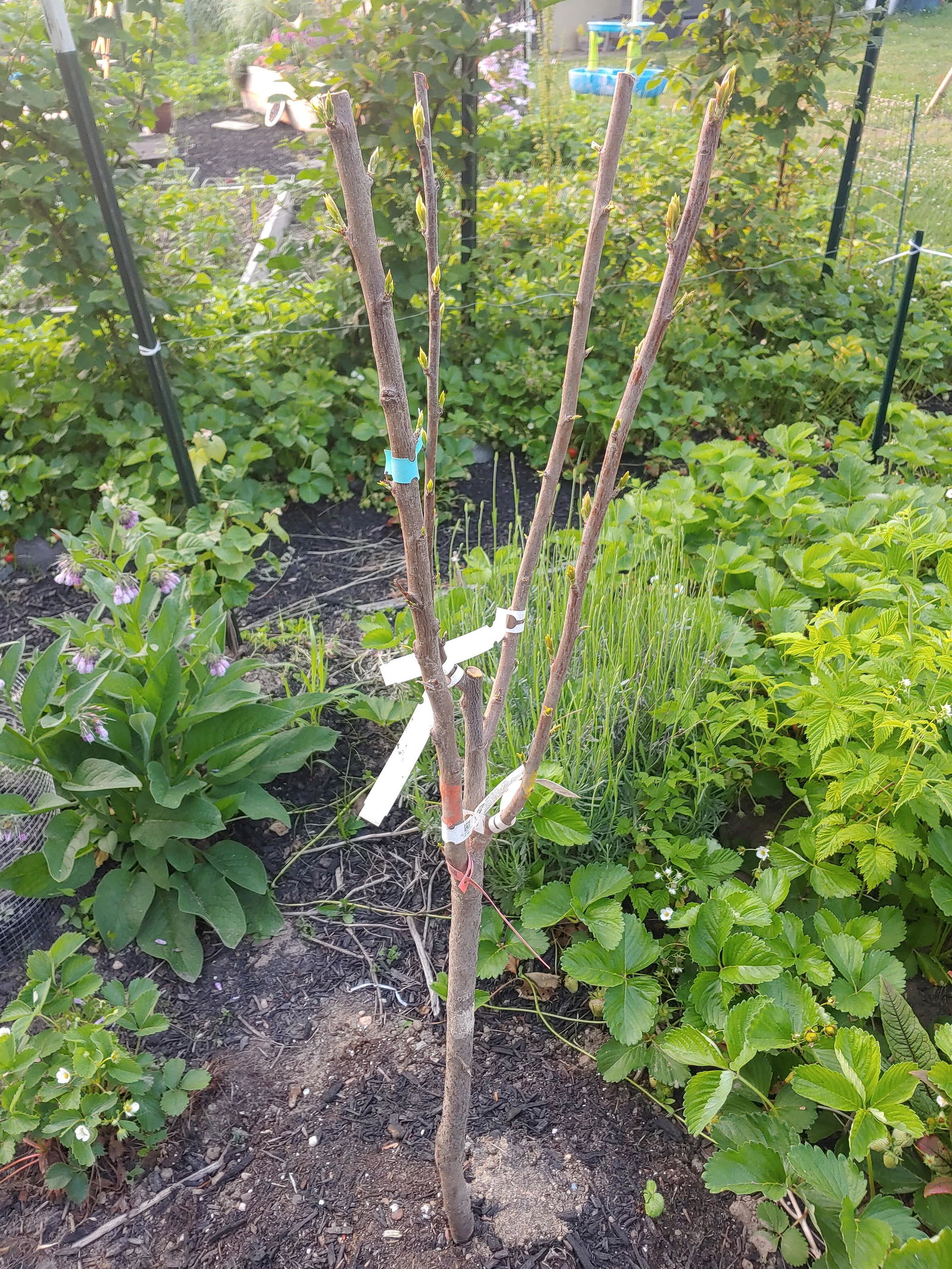 プルート（感謝）/4 Combo Pluot Tree (4 varieties) - Raintree Nursery