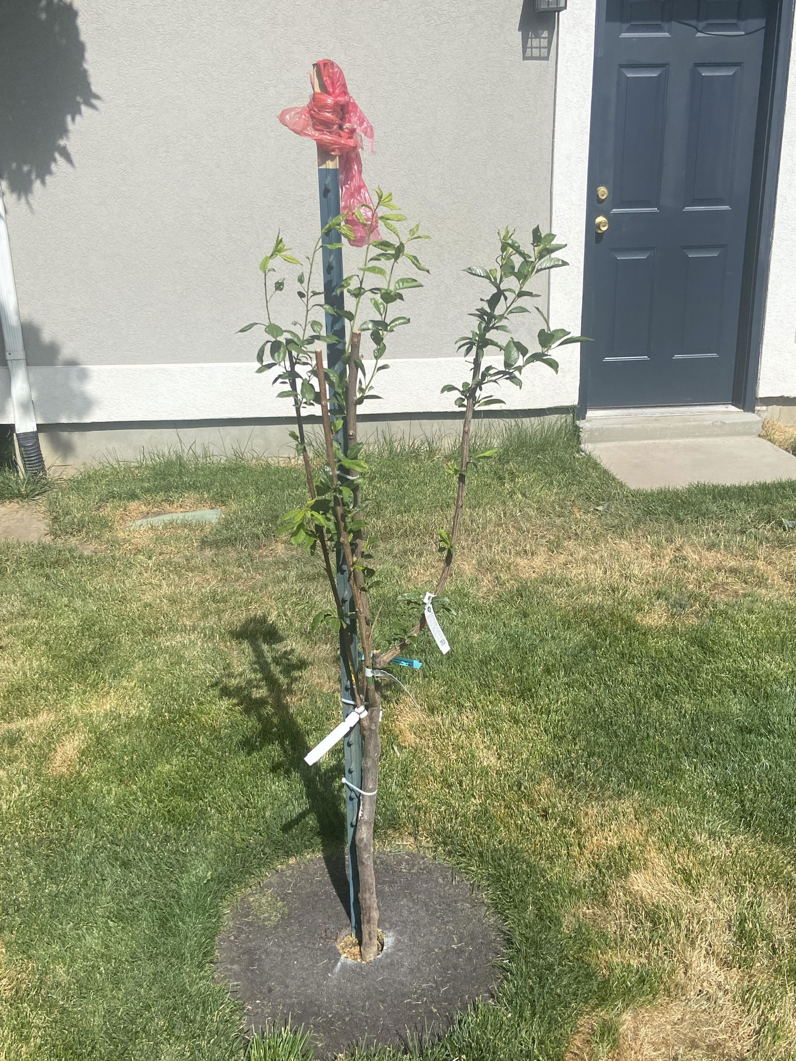 Combo Pluot Tree (4 varieties) - Raintree Nursery